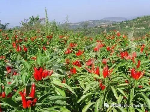 辣椒物语—让我们说说辣椒的味道!