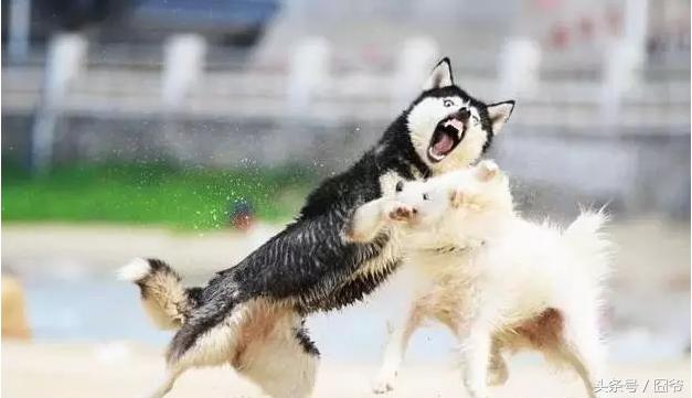 哈士奇再战萨摩耶,两傻相争必有一伤呐~这眼神亮了!