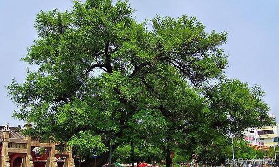 齐鲁青未了,齐鲁情未了视频