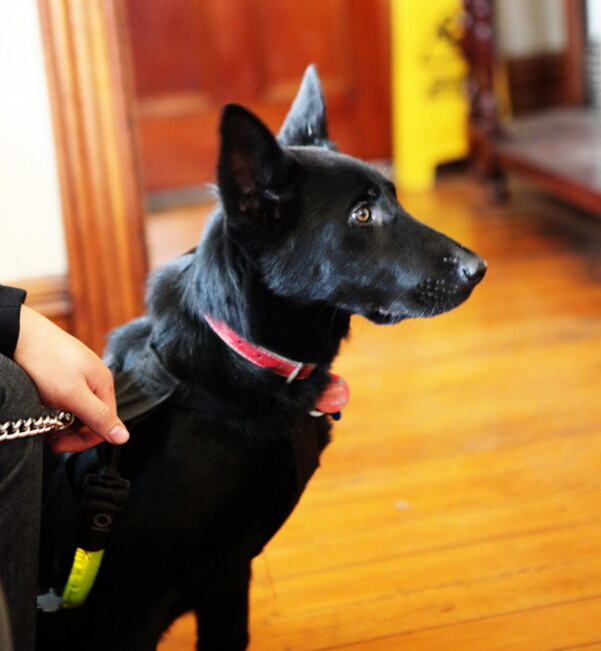 我家的德牧和别人家的德牧,我家德牧黑白两道杠