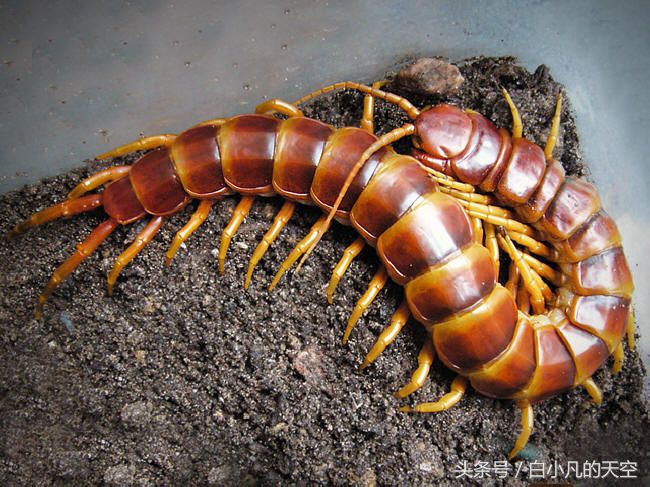 民间蜈蚣成精,蜈蚣成精怎么救人