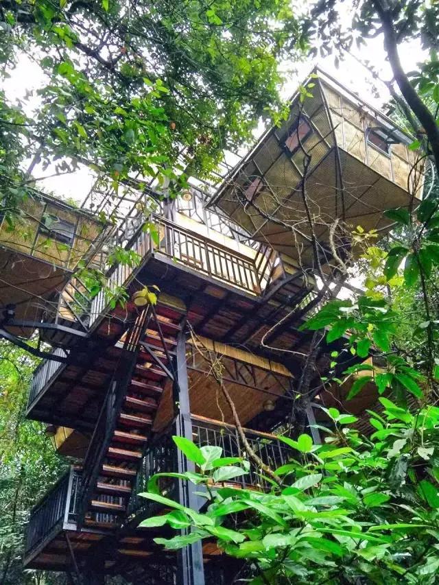 惊！艳！清远这片森林惊现空中吊屋！来过你再也不想回家