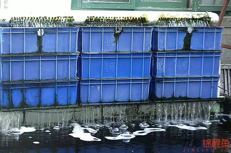 锦鲤春季养殖管理注意事项,锦鲤过冬的正确方法