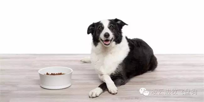 边牧狗狗肠胃不好怎么调理,边牧狗狗软便怎么办最有效的方法