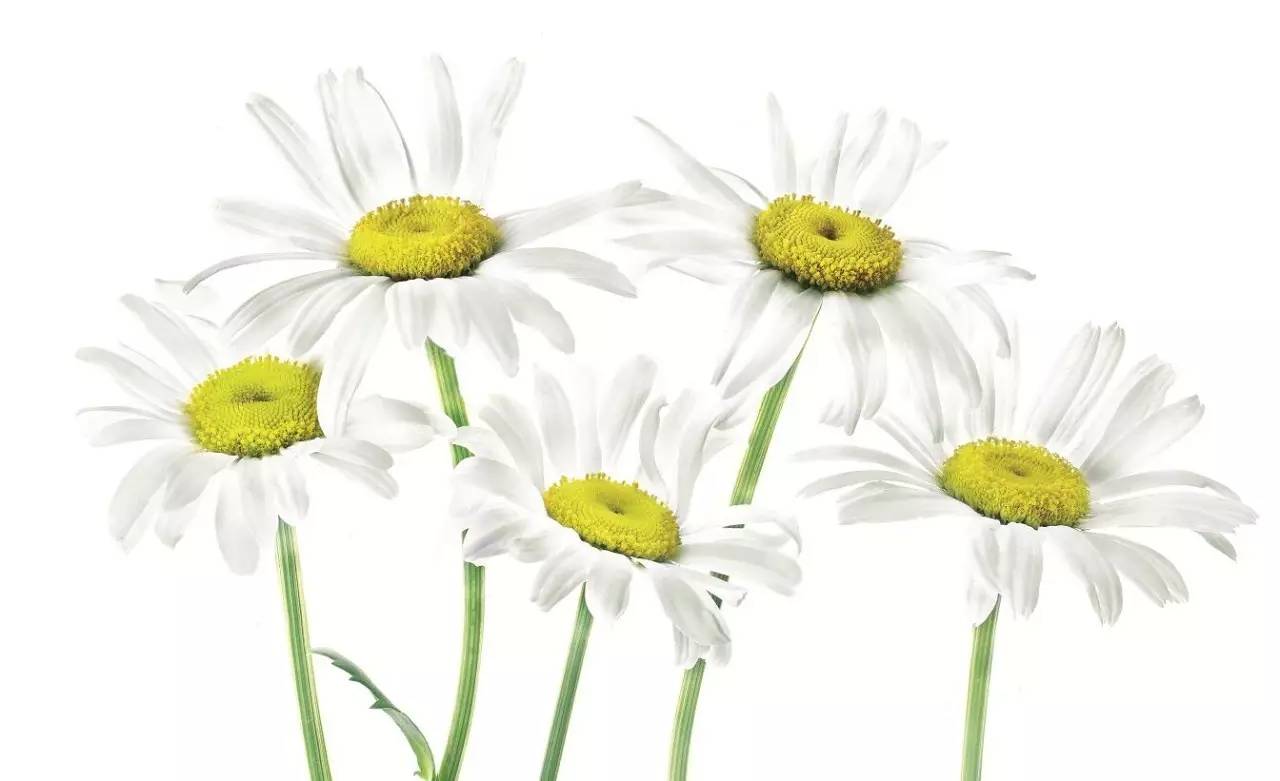 美得让人窒息的景色,美得让人窒息的紫藤花