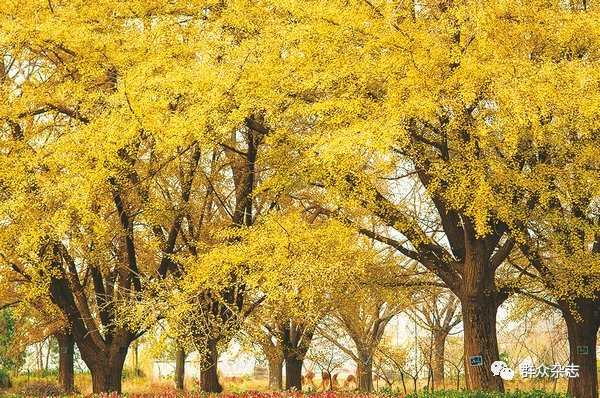 同样的银杏，不同的光景，“银杏第一镇”的忧思与求变