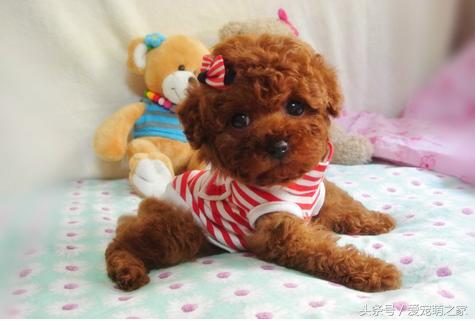 幼泰迪贵宾犬怎么养活的,泰迪贵宾犬适合新手养吗