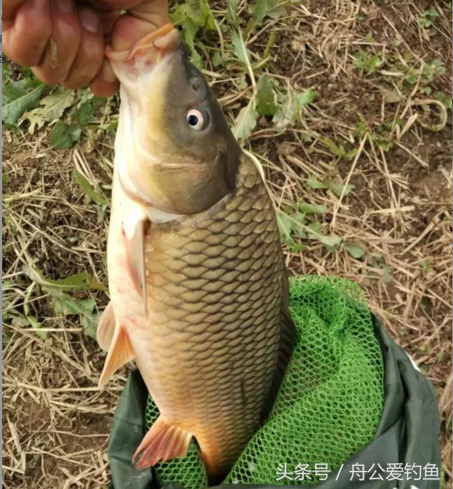 今年五福为什么那么多,今年五福哪个福最少