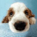 宠物托运流程宠物出行必备知识,带狗子回家过年宠物托运