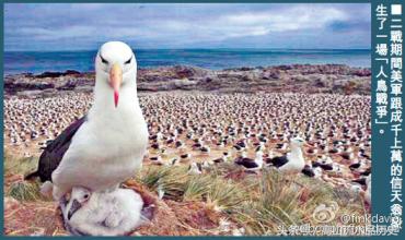 鸟类史上的壮举，为保家卫国同武装到牙齿的美军展开生死血战