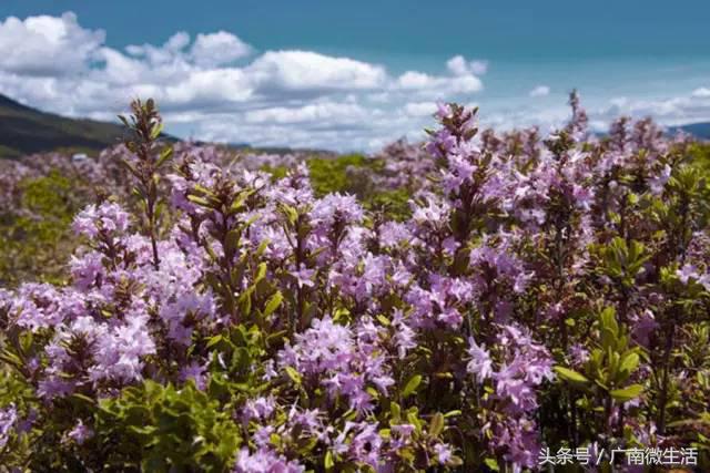 文山，你美得如此任性，你让大理丽江情何以堪？