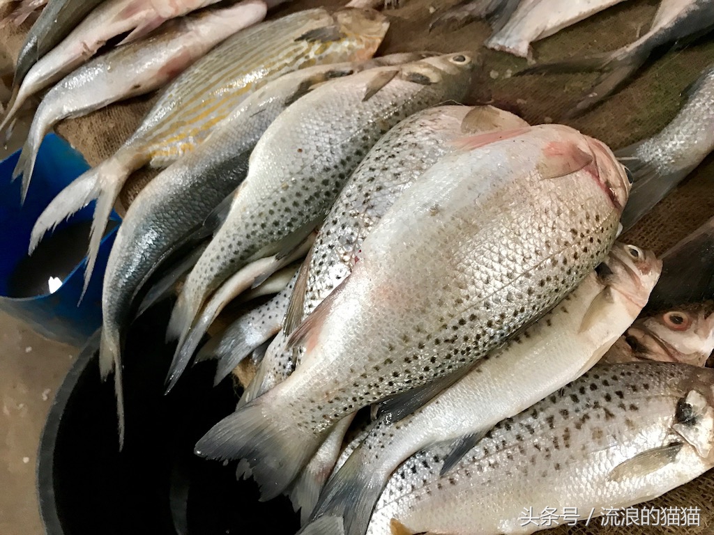 毛里塔尼亚，这个以肥为美的神奇国度究竟是什么样的？