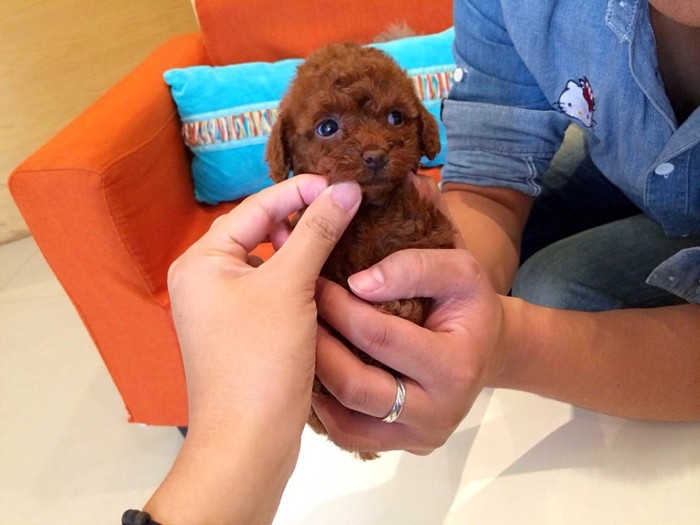 怎样分辨狗宝宝性格怎么样,怎么挑选好的狗宝宝