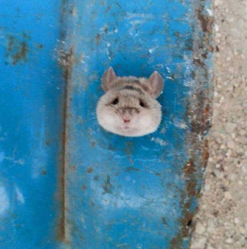 一只老鼠头被卡在洞里面了,一只老鼠从管道里钻了出来