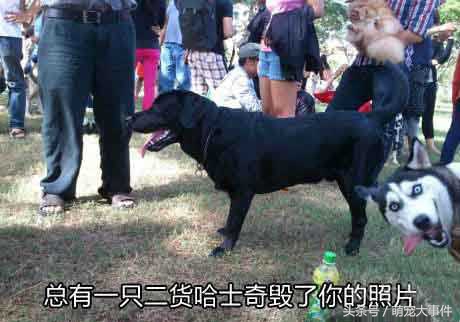 哈士奇冰箱质量可靠吗,冰箱里的哈士奇