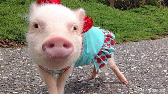 猪玫瑰糠疹打什么针,猪玫瑰糠疹的症状与治疗