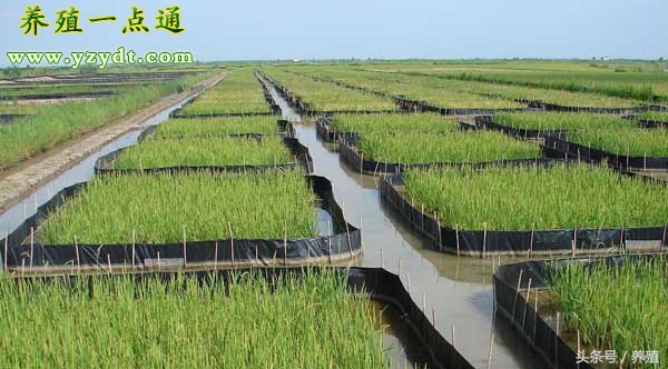 野生黄鳝和养殖的区别,塑料薄膜养殖黄鳝视频
