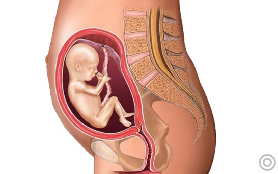 胎盘由什么和什么构成,胎盘由哪些构成有什么作用