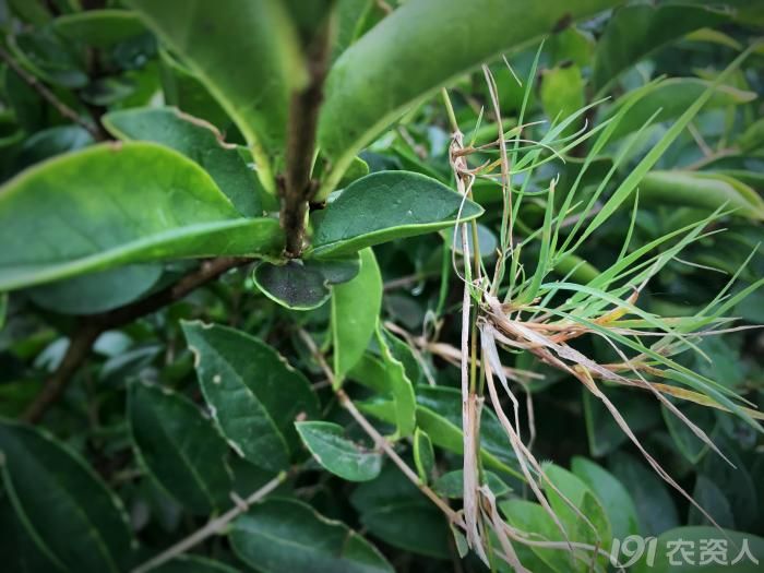顽强的植物顽强的生命力,顽强的野草有哪些