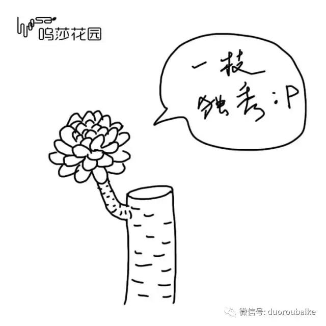 多肉植物为什么砍头,多肉植物可以二次砍头吗