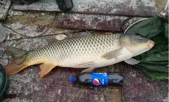 大鲫大鲤龙纹鲤,老版本龙纹鲤旗舰一代