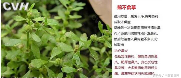 农村最常见的野草可以治疗感冒,农村路边常见的祛湿热野草