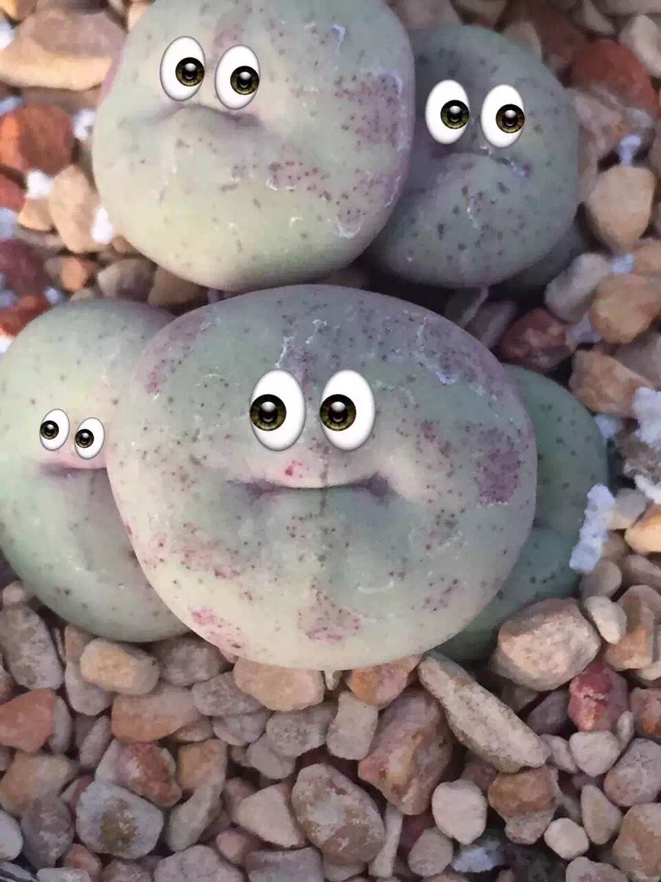 多肉新手必踩十大坑,多肉新手入坑教学视频