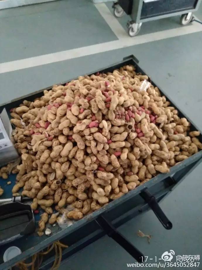 今天这只偷花生的老鼠火了，网友这次都站老鼠