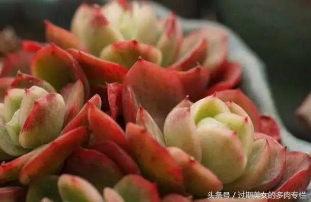 入坑一年小说,入坑一年