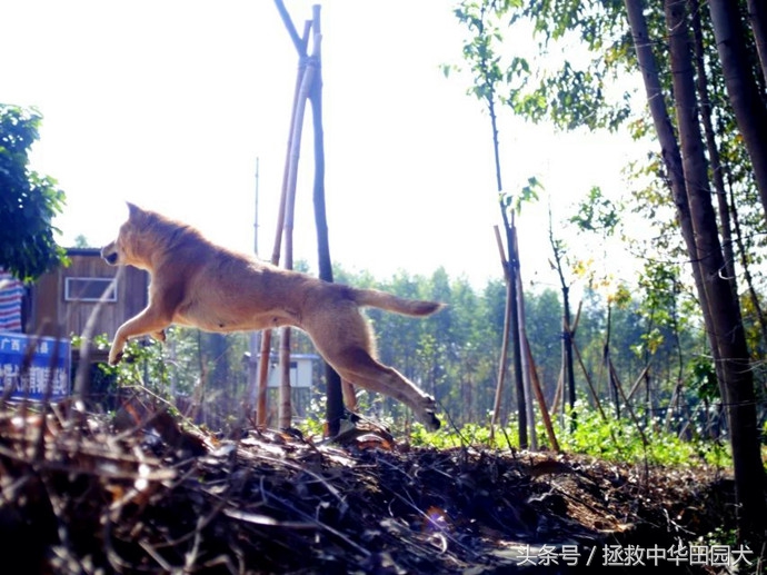 广西桂平川东猎犬,广西土猎犬猎野猪视频