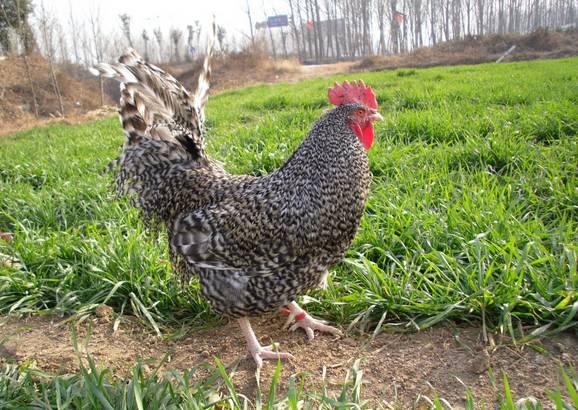 云南十大漂亮的鸡,云南第一生态鸡