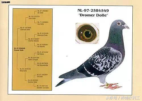 著名赛鸽家杨阿腾,赛鸽血统杨阿腾