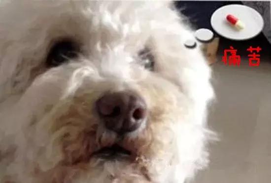 狗狗心脏肥大需要长期服药吗,狗狗用药注意事项有哪些