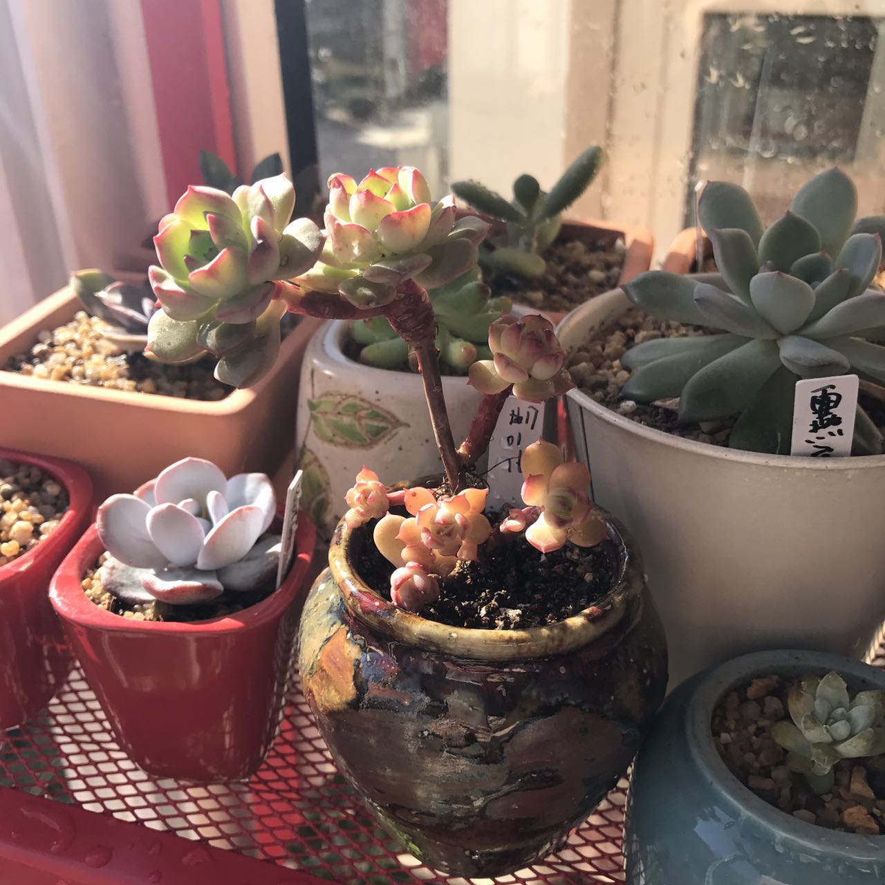 放假了多肉在学校怎么活,放假多肉