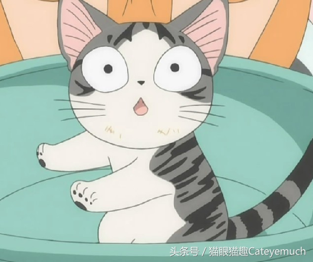 这只猫咪人人想要-二次元的猫咪童年篇