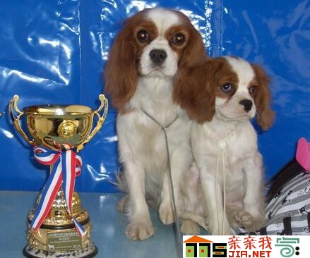 纯黑狗狗品种大全,狗狗品种大全智商排名