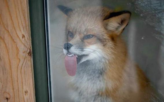 如果你家宠物靠近玻璃会怎么样？特别是哈士奇~