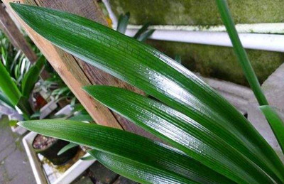 盆栽花卉喝醋，能让黄叶变得绿油油，还清除虫害，神奇不？