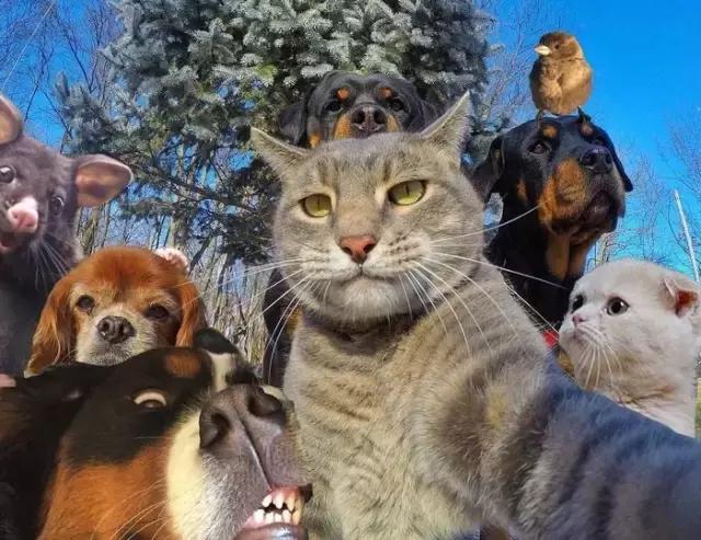 新西兰负鼠是什么,新西兰负鼠