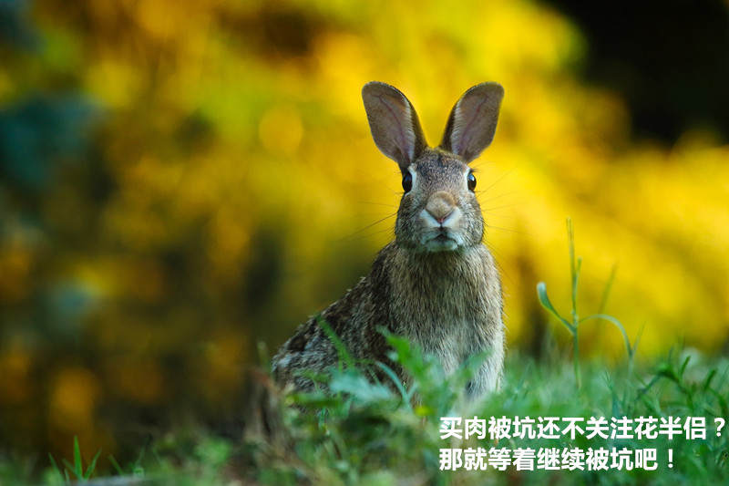 多肉新手必踩十大坑,多肉新手入坑教学视频