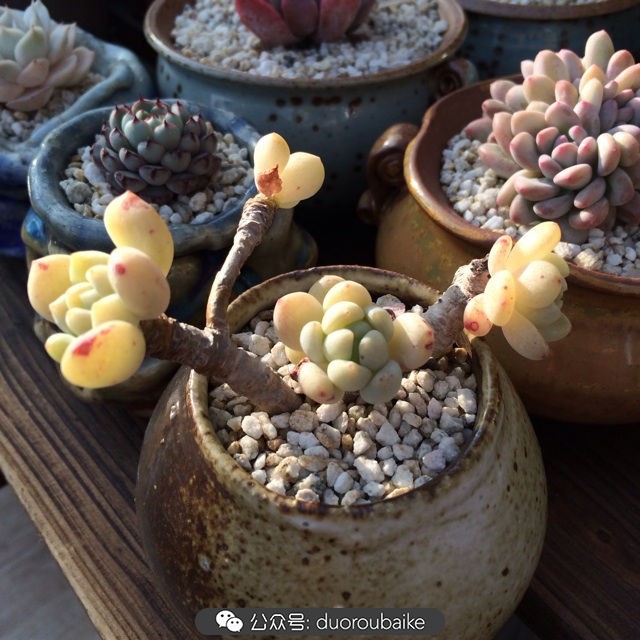 院子阳光房多肉,阳光房庭院多肉