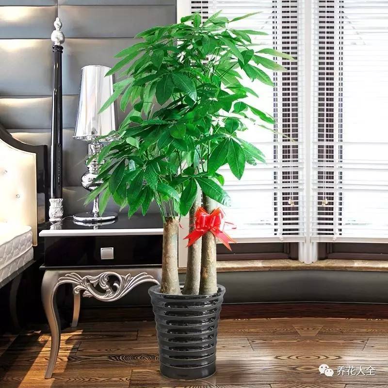 过年年宵花好卖吗,过年摆的年宵花有哪些