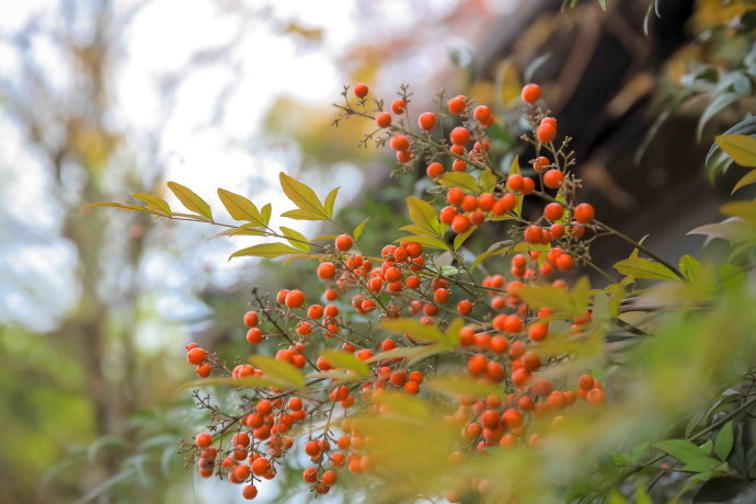 初冬九州温泉旅游攻略,与闺蜜冬日游山庄
