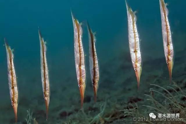 变性、伪装、雌雄同体--谁是微距世界的奇葩?