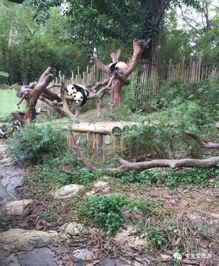 广州长隆亲子游攻略 (长隆动物园亲子游攻略)