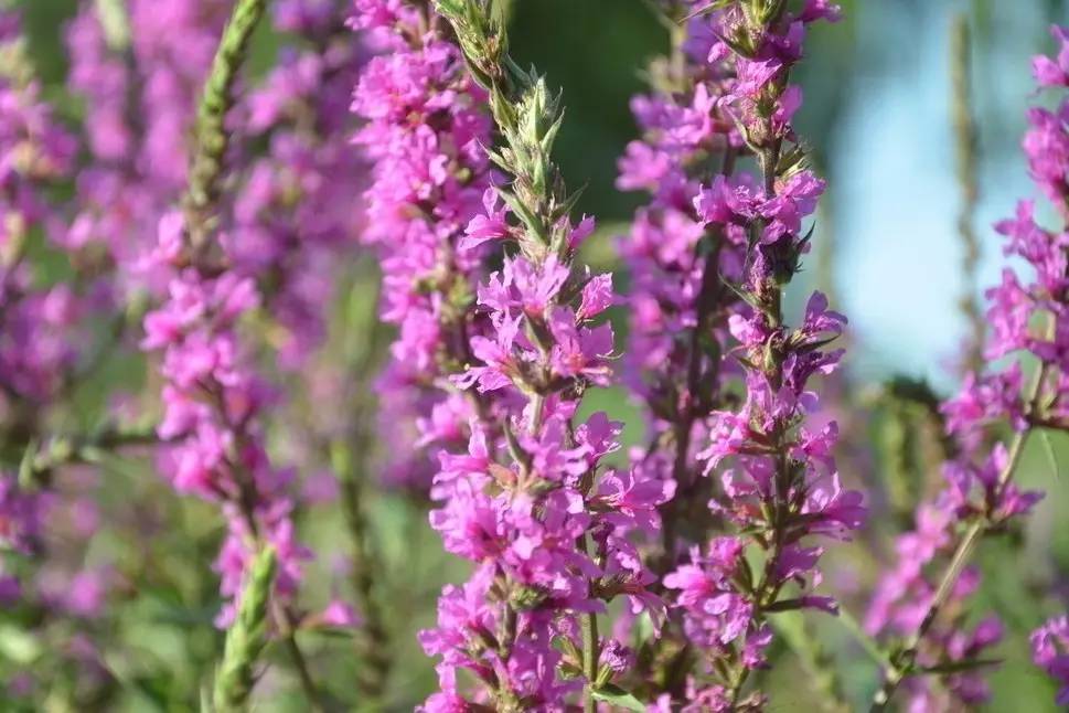 景观植物清单大全图解,河道景观种植植物