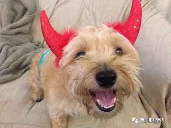 什么狗狗都有尴尬期吗,狗狗会尴尬吗