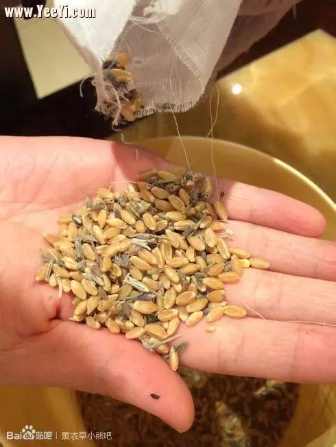 薰衣草小熊,薰衣草小熊是什么