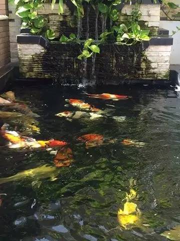 锦鲤疑难杂症,解决锦鲤疾病