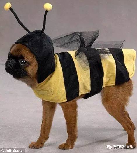 狗狗会觉得丢脸吗,哪些狗狗有尴尬期